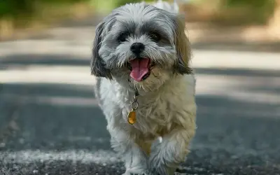 Szczeniak Shih Tzu z językiem na wierzchu, idący po ścieżce. Może to być imię dla dużego psa, który jest bardzo przyjazny.