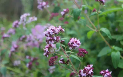 Vackra lila blommor på en ört som är perfekt att odla kryddor med.