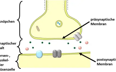 Synaptischer Spalt zwischen prä- und postsynaptischer Membran. Neurotransmitter-Vesikel im Endknöpfchen warten auf Freisetzung.
