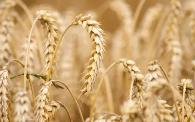 Épis de blé dorés, certains courbés, prêts pour la récolte. L'ergot du blé, une menace pour les moissons, est absent de ce champ sain.