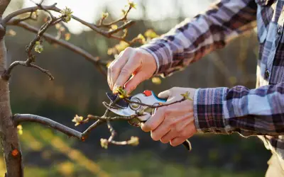 Quand tailler un pommier : des mains expertes utilisent un sécateur pour élaguer un jeune arbre, préparant la saison des fruits.