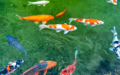 Kolorowe ryby koi pływają w zielonym oczku wodnym. To piękne ryby do oczka wodnego, które dodają uroku każdemu ogrodowi.