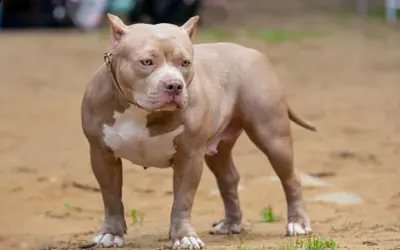Potężny american bully XXL o beżowym umaszczeniu z białymi znaczeniami, stoi na piaszczystym podłożu.