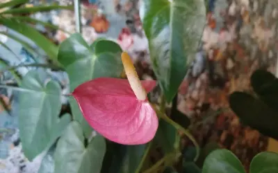 Różowy kwiat anturium, znany jako flamingo flower, z żółtym kielichem na tle zielonych liści i kolorowego tła.