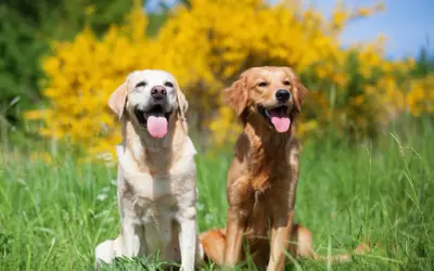Uśmiechnięty labrador i golden siedzą w trawie na tle kwitnących krzewów.