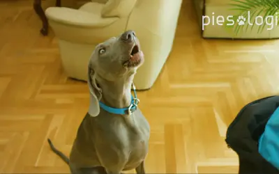 Szary pies z niebieską obrożą szczeka, ucząc się komendy "daj głos".