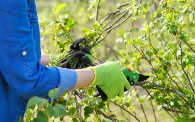 Person mit blauen Hemd und grünen Handschuhen schneidet mit einer Gartenschere Äste eines Johannisbeerstrauchs.