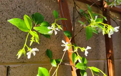 Des petites fleurs blanches éclosent sur une branche de jasmin d'hiver, grimpant le long d'un support en bois.