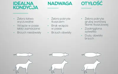 Jak odchudzić psa? Porównanie idealnej kondycji, nadwagi i otyłości u psów. Ilustracje pokazują różnice w budowie ciała.
