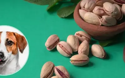 Pistacje dla psa: 4 zagrożenia i co zrobić, gdy pies zje?