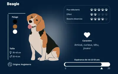 Un beagle chien, amical et joueur, aux couleurs classiques noir, brun et blanc. Il est originaire d'Angleterre.