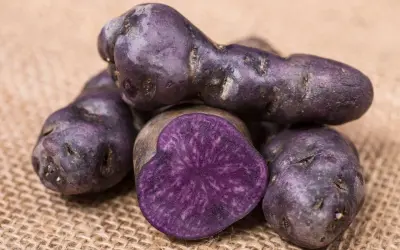 Fioletowe ziemniaki, jeden przekrojony, ukazujący intensywny, purpurowy miąższ z wzorami. Wyglądają jak małe, podłużne skarby natury.