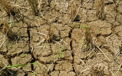 Terreno arido e screpolato, residui secchi di raccolto e qualche timida piantina verde. La stanchezza del terreno è evidente, un paesaggio che attende la pioggia.