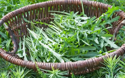 Frisch geernteter Rucola liegt in einem rustikalen Weidenkorb, bereit für die Küche.