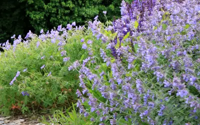 Un parterre de fleurs bleues et violettes, avec un magnifique **géranium vivace** au premier plan, sous un feuillage vert dense.
