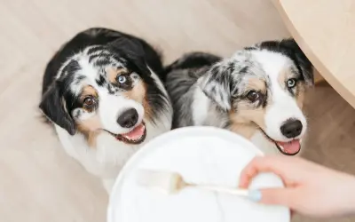 Deux bergers australiens aux yeux magnifiques attendent avec impatience leur nourriture.