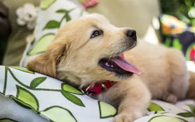 Uroczy szczeniak golden retriever, z językiem na wierzchu, odpoczywa na poduszce. Ile śpi szczeniak? Pewnie sporo, bo to mały, rozkoszny piesek.