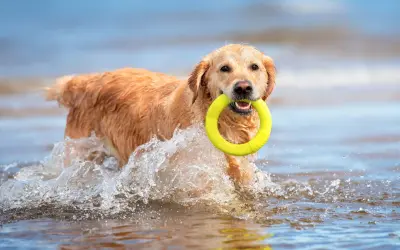 Un chien mer, un golden retriever, nage joyeusement dans l'eau avec un jouet jaune dans la gueule, éclaboussant joyeusement.