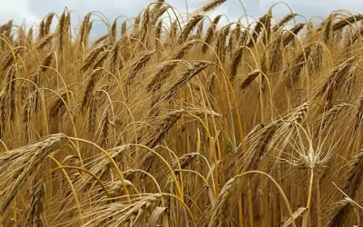 Goldene Ähren wiegen sich im Wind, die **Roggen Erntezeit** naht. Ein Feld voller reifer Halme unter einem bewölkten Himmel.