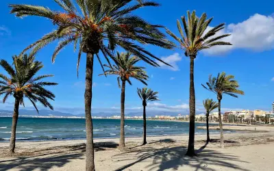 Palmen säumen den sonnigen alcudia strand. Das Meer glitzert, im Hintergrund eine Stadt.