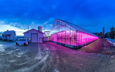 Ett växthus lyser upp med rosa sken från en hps lampa. Bredvid syns en villa och en industribyggnad.