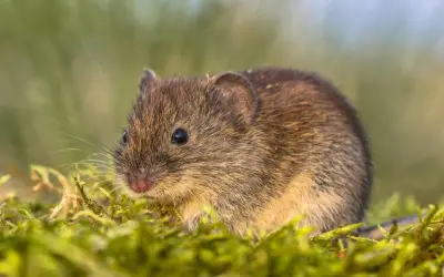 Mała nornica w zielonym mchu. Zastanawiasz się, jak złapać nornice? Ten mały gryzoń jest sprytny!