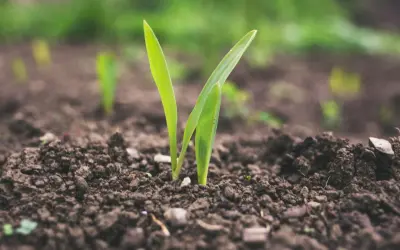 Germogli verdi emergono dal terreno fertile, simbolo del significato biotico della vita che si rinnova.