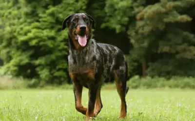 Piękny owczarek francuski beauceron z merle umaszczeniem, z językiem na wierzchu, stoi na zielonej łące.