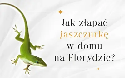 Jak złapać jaszczurkę w domu - bezpieczne sposoby na lizardy