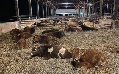 Młode bydło odpoczywa na słomie w oborze. Zdrowy wygląd zwierząt sugeruje, że stosuje się skuteczne metody hodowli, być może z użyciem preparatu Pulmomax.