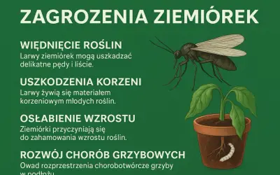 Larwy ziemiórek uszkadzają korzenie i pędy roślin, hamując ich wzrost. Owad ten rozprzestrzenia też choroby grzybowe.