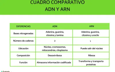 Tabla comparativa ADN y ARN. El ARN, a diferencia del ADN, tiene una sola cadena y uracilo en lugar de timina.