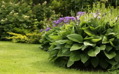 En frodig funkia samplantering med lila blommor i bakgrunden. Gräsmattan är välklippt och ger en fin kontrast.