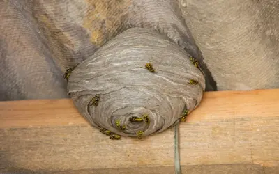 A large, papery eastern yellow jacket ground nest is attached to a corrugated surface, with several yellow jackets crawling on its exterior.