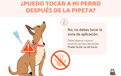 Un perro mira hacia arriba, con una pipeta y un signo de advertencia. El texto indica que no debes tocar la zona de aplicación después de la pipeta.