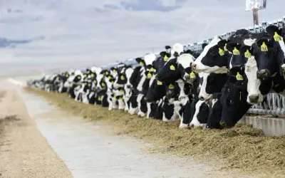 Una lunga fila di mucche da latte mangia fieno, un'immagine che evoca il tema dell'inquinamento zootecnico.