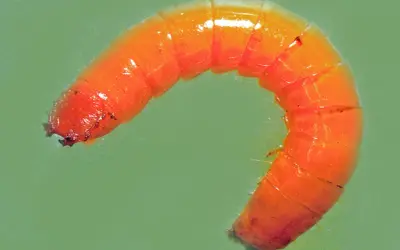 Pomarańczowy drutowiec, szkodnik upraw, wymaga skutecznego zwalczania.