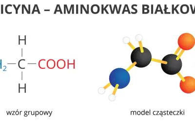 Glicyna, najprostszy z aminokwasów białkowych, przedstawiona jako wzór grupowy i model cząsteczki.