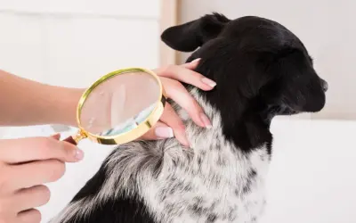 Main d'une personne examinant le pelage d'un chien avec une loupe, à la recherche de poux broyeur chien.
