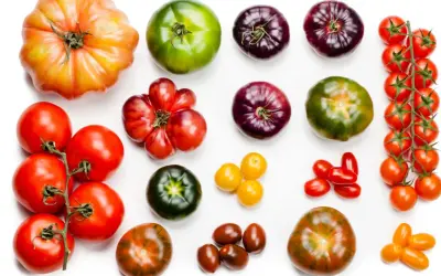 Variedad de tipos de tomate: grandes, morados, verdes, rojos y amarillos, dispuestos en filas sobre fondo blanco.