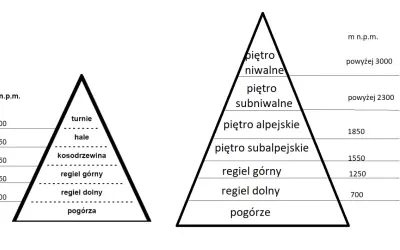 Schematyczne piramidy ukazujące piętra roślinności w Tatrach: od pogórza po piętro niwalne, z podziałem na regle, kosodrzewinę, hale i turnie.
