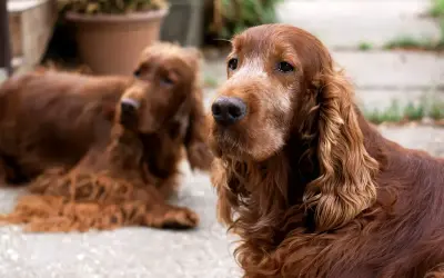 Dwa duże brązowe psy rasy Irish Setter leżą na zewnątrz, jeden z nich patrzy wprost na widza.