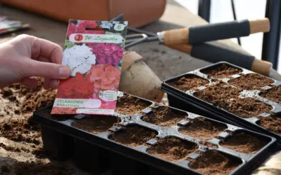 Ręka trzyma opakowanie nasion pelargonii, przygotowując się do siewu. Czas zacząć planować, kiedy siać pelargonie, by cieszyć się nimi latem.