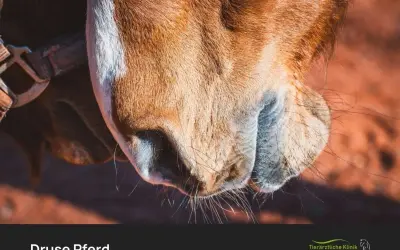 Nahaufnahme eines Pferdekopfes. Die Druse beim Pferd ist meldepflichtig.