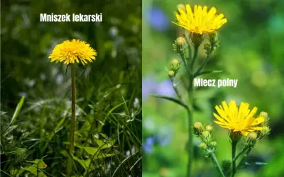 Mniszek czy mlecz? Jak odróżnić chwast od rośliny leczniczej