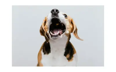 Pies beagle z otwartym pyskiem, jakby krzyczał. Zastanawiasz się, co zrobić, żeby pies nie szczekał?