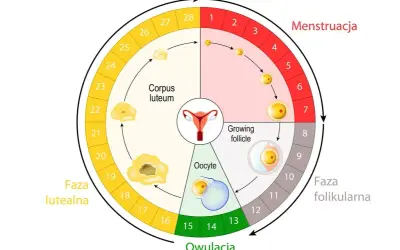 Cykl menstruacyjny: od krwawienia (dni płodne po okresie zaczynają się po fazie folikularnej, ok. 14 dnia cyklu) do owulacji i fazy lutealnej.