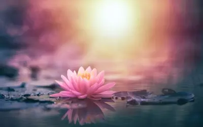 Flor de loto rosa flotando en agua serena, reflejando su belleza. El significado de la flor de loto rosa evoca pureza y renacimiento.
