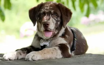 Ein süßer Aussie-Welpe mit Merle-Fell liegt entspannt im Freien. Er trägt ein Halsband mit Knochenanhänger, das an aussiedor krankheiten erinnert.