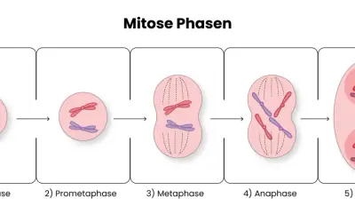 Die Phasen der Mitose: Chromosomen kondensieren, ordnen sich an und trennen sich, um zwei neue Zellen zu bilden.